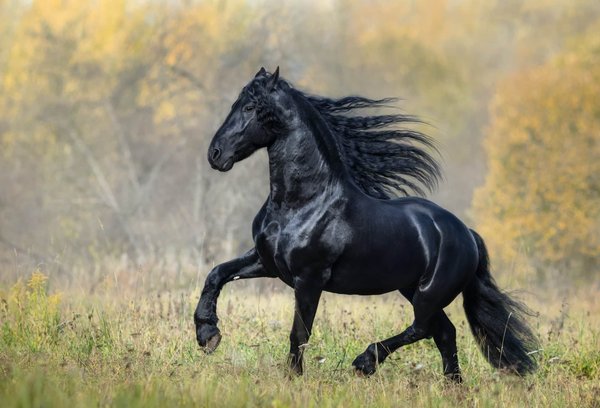 Comment s'occuper d'un cheval Frison?